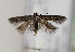  (Exoteleia sp - TLMF Lep 22710)  @13 [ ] CreativeCommons - Attribution Non-Commercial Share-Alike (2017) Peter Huemer Tiroler Landesmuseum