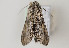  ( - TLMF Lep 22859)  @11 [ ] CreativeCommons - Attribution Non-Commercial Share-Alike (2017) Peter Huemer Tiroler Landesmuseum