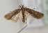  (Helcystogramma triannulella - TLMF Lep 23035)  @14 [ ] CreativeCommons - Attribution Non-Commercial Share-Alike (2017) Peter Huemer Tiroler Landesmuseum