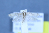  (Scrobipalpa halymella - TLMF Lep 25585)  @13 [ ] CreativeCommons - Attribution Non-Commercial Share-Alike (2018) Peter Huemer Tiroler Landesmuseum
