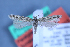  (Scrobipalpa deutschi - TLMF Lep 25590)  @11 [ ] CreativeCommons - Attribution Non-Commercial Share-Alike (2018) Peter Huemer Tiroler Landesmuseum