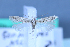  (Scrobipalpa ustulatella - TLMF Lep 25592)  @11 [ ] CreativeCommons - Attribution Non-Commercial Share-Alike (2018) Peter Huemer Tiroler Landesmuseum