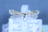  (Scrobipalpa heimi - TLMF Lep 25595)  @11 [ ] CreativeCommons - Attribution Non-Commercial Share-Alike (2018) Peter Huemer Tiroler Landesmuseum