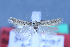  (Scrobipalpa dorsolutea - TLMF Lep 25596)  @11 [ ] CreativeCommons - Attribution Non-Commercial Share-Alike (2018) Peter Huemer Tiroler Landesmuseum
