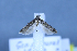  (Scrobipalpa notata - TLMF Lep 25653)  @11 [ ] CreativeCommons - Attribution Non-Commercial Share-Alike (2018) Peter Huemer Tiroler Landesmuseum