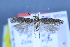  (Scrobipalpa skulei - TLMF Lep 25654)  @11 [ ] CreativeCommons - Attribution Non-Commercial Share-Alike (2018) Peter Huemer Tiroler Landesmuseum