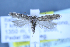  (Scrobipalpa montanella - TLMF Lep 25655)  @11 [ ] CreativeCommons - Attribution Non-Commercial Share-Alike (2018) Peter Huemer Tiroler Landesmuseum