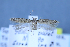  (Scrobipalpa smithi - TLMF Lep 25656)  @11 [ ] CreativeCommons - Attribution Non-Commercial Share-Alike (2018) Peter Huemer Tiroler Landesmuseum