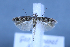  (Scrobipalpa occulta - TLMF Lep 25657)  @11 [ ] CreativeCommons - Attribution Non-Commercial Share-Alike (2018) Peter Huemer Tiroler Landesmuseum