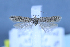  (Scrobipalpa karadaghi - TLMF Lep 25659)  @11 [ ] CreativeCommons - Attribution Non-Commercial Share-Alike (2018) Peter Huemer Tiroler Landesmuseum