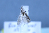 (Scrobipalpa lobata - TLMF Lep 25661)  @11 [ ] CreativeCommons - Attribution Non-Commercial Share-Alike (2018) Peter Huemer Tiroler Landesmuseum