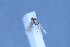  (Scrobipalpa alterna - TLMF Lep 25664)  @11 [ ] CreativeCommons - Attribution Non-Commercial Share-Alike (2018) Peter Huemer Tiroler Landesmuseum
