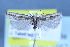  (Scrobipalpa disjectella - TLMF Lep 25671)  @11 [ ] CreativeCommons - Attribution Non-Commercial Share-Alike (2018) Peter Huemer Tiroler Landesmuseum