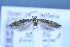  (Scrobipalpa divisella - TLMF Lep 25674)  @11 [ ] CreativeCommons - Attribution Non-Commercial Share-Alike (2018) Peter Huemer Tiroler Landesmuseum
