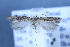  (Scrobipalpa voltinella - TLMF Lep 25675)  @11 [ ] CreativeCommons - Attribution Non-Commercial Share-Alike (2018) Peter Huemer Tiroler Landesmuseum