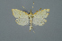  ( - TLMF Lep 27046)  @11 [ ] CreativeCommons - Attribution Non-Commercial Share-Alike (2019) Oleksii Bidzilya Institute for the Evolutionary Ecology NAS Ukraie