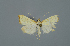  ( - TLMF Lep 27047)  @11 [ ] CreativeCommons - Attribution Non-Commercial Share-Alike (2019) Oleksii Bidzilya Institute for the Evolutionary Ecology NAS Ukraie