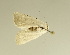  ( - TLMF Lep 27051)  @11 [ ] CreativeCommons - Attribution Non-Commercial Share-Alike (2019) Oleksii Bidzilya Institute for the Evolutionary Ecology NAS Ukraie