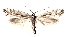  (Plutella angulivalva - TLMF Lep 27061)  @11 [ ] CreativeCommons - Attribution Non-Commercial Share-Alike (2019) Varenne T. Tiroler Landesmuseum