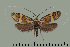  (Nemophora belella - TLMF Lep 27098)  @11 [ ] CreativeCommons - Attribution Non-Commercial Share-Alike (2019) Bryner R. Tiroler Landesmuseum