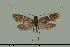  ( - TLMF Lep 27100)  @11 [ ] CreativeCommons - Attribution Non-Commercial Share-Alike (2019) Bryner R. Tiroler Landesmuseum