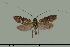  (Adela collicollella - TLMF Lep 27101)  @11 [ ] CreativeCommons - Attribution Non-Commercial Share-Alike (2019) Bryner R. Tiroler Landesmuseum