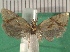  ( - KLM Lep 14212)  @11 [ ] CreativeCommons - Attribution Non-Commercial Share-Alike (2018) Christian Wieser Landesmuseum Kärnten