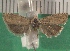  ( - KLM Lep 14218)  @11 [ ] CreativeCommons - Attribution Non-Commercial Share-Alike (2018) Christian Wieser Landesmuseum Kärnten