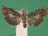  ( - KLM Lep 14232)  @11 [ ] CreativeCommons - Attribution Non-Commercial Share-Alike (2018) Christian Wieser Landesmuseum Kärnten