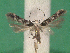  ( - KLM Lep 14233)  @11 [ ] CreativeCommons - Attribution Non-Commercial Share-Alike (2018) Christian Wieser Landesmuseum Kärnten