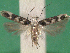  ( - KLM Lep 14234)  @11 [ ] CreativeCommons - Attribution Non-Commercial Share-Alike (2018) Christian Wieser Landesmuseum Kärnten