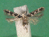  ( - KLM Lep 14235)  @11 [ ] CreativeCommons - Attribution Non-Commercial Share-Alike (2018) Christian Wieser Landesmuseum Kärnten