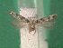  ( - KLM Lep 14236)  @11 [ ] CreativeCommons - Attribution Non-Commercial Share-Alike (2018) Christian Wieser Landesmuseum Kärnten