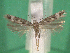  ( - KLM Lep 14237)  @11 [ ] CreativeCommons - Attribution Non-Commercial Share-Alike (2018) Christian Wieser Landesmuseum Kärnten