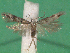  ( - KLM Lep 14238)  @11 [ ] CreativeCommons - Attribution Non-Commercial Share-Alike (2018) Christian Wieser Landesmuseum Kärnten