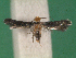  ( - KLM Lep 14244)  @11 [ ] CreativeCommons - Attribution Non-Commercial Share-Alike (2018) Christian Wieser Landesmuseum Kärnten