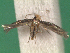  ( - KLM Lep 14245)  @11 [ ] CreativeCommons - Attribution Non-Commercial Share-Alike (2018) Christian Wieser Landesmuseum Kärnten