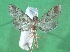  ( - KLM Lep 14269)  @12 [ ] CreativeCommons - Attribution Non-Commercial Share-Alike (2018) Christian Wieser Landesmuseum Kärnten