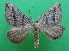  ( - KLM Lep 14275)  @11 [ ] CreativeCommons - Attribution Non-Commercial Share-Alike (2018) Christian Wieser Landesmuseum Kärnten