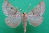  ( - KLM Lep 14276)  @13 [ ] CreativeCommons - Attribution Non-Commercial Share-Alike (2018) Christian Wieser Landesmuseum Kärnten