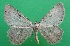  ( - KLM Lep 14312)  @11 [ ] CreativeCommons - Attribution Non-Commercial Share-Alike (2018) Christian Wieser Landesmuseum Kärnten