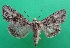  ( - KLM Lep 14313)  @11 [ ] CreativeCommons - Attribution Non-Commercial Share-Alike (2018) Christian Wieser Landesmuseum Kärnten
