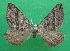  ( - KLM Lep 14326)  @11 [ ] CreativeCommons - Attribution Non-Commercial Share-Alike (2018) Christian Wieser Landesmuseum Kärnten