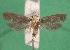  ( - KLM Lep 14339)  @13 [ ] CreativeCommons - Attribution Non-Commercial Share-Alike (2018) Christian Wieser Landesmuseum Kärnten
