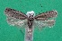  ( - KLM Lep 14340)  @11 [ ] CreativeCommons - Attribution Non-Commercial Share-Alike (2018) Christian Wieser Landesmuseum Kärnten
