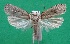  ( - KLM Lep 14343)  @11 [ ] CreativeCommons - Attribution Non-Commercial Share-Alike (2018) Christian Wieser Landesmuseum Kärnten