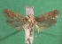  ( - KLM Lep 14344)  @13 [ ] CreativeCommons - Attribution Non-Commercial Share-Alike (2018) Christian Wieser Landesmuseum Kärnten