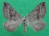  ( - KLM Lep 14396)  @11 [ ] CreativeCommons - Attribution Non-Commercial Share-Alike (2018) Christian Wieser Landesmuseum Kärnten