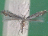  ( - KLM Lep 14420)  @11 [ ] CreativeCommons - Attribution Non-Commercial Share-Alike (2018) Christian Wieser Landesmuseum Kärnten