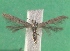  ( - KLM Lep 14439)  @11 [ ] CreativeCommons - Attribution Non-Commercial Share-Alike (2018) Christian Wieser Landesmuseum Kärnten